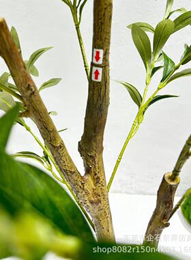 亚马逊真木杆拆装橄榄树仿真植物落地盆栽摄影摆件绿植绿植装饰