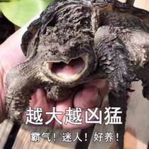 Alligator turtle shape monster simulation domestic set snapping turtle seedling figure Goss vinyl western orangutan live tortoise