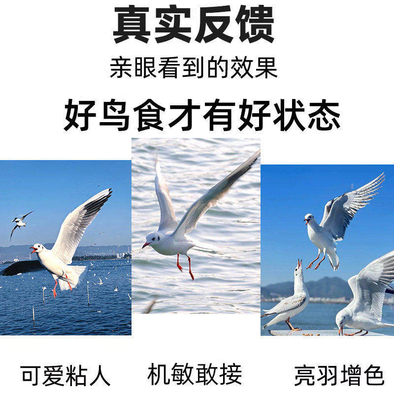 海鸥专用粮喂海鸥的食物面包红嘴鸥鸥饲料粮喂鸟的虫子鸟吃的小米,淘宝优惠券,粉丝福利购,淘宝优惠卷