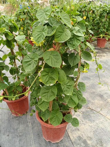 食用夜香花苗千里香夜兰花清香味道爬藤夜香花阳台花园楼顶 - 图2