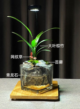 趣味鲜活真植物苔藓微景观生态瓶 室内创意迷你绿植盆栽DIY好养