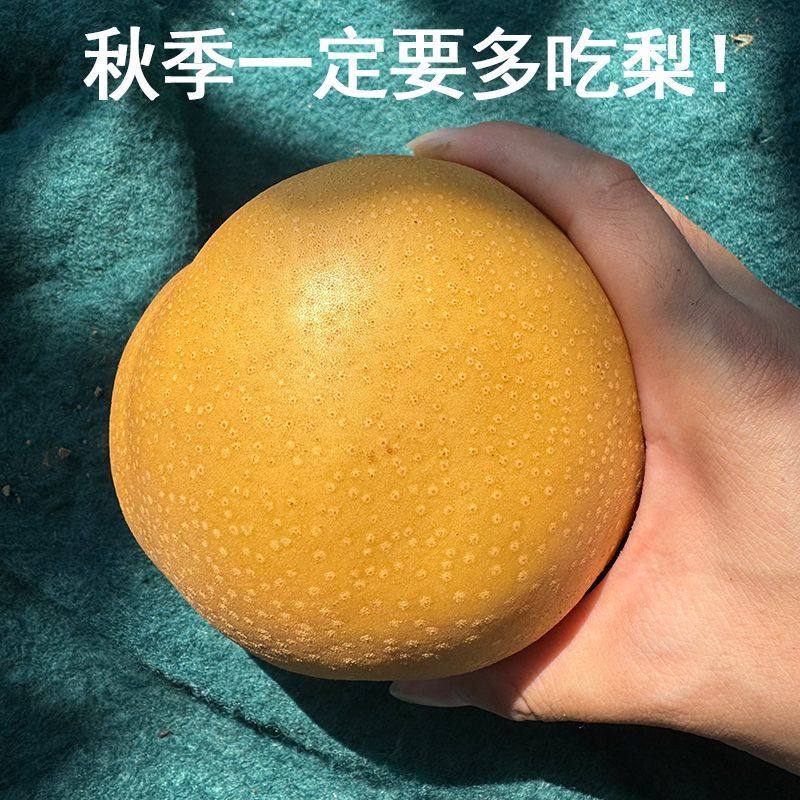 正宗新鲜冰糖丰水梨脆甜多汁9斤当季新鲜水果苹果梨子香梨黄金梨,淘宝优惠券,粉丝福利购,淘宝优惠卷