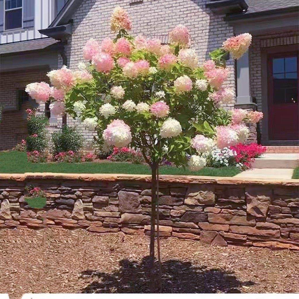 圆堆绣球花苗庭院阳台耐晒耐寒棒棒糖树形大花木本圆锥绣球木绣球,淘宝优惠券,粉丝福利购,淘宝优惠卷