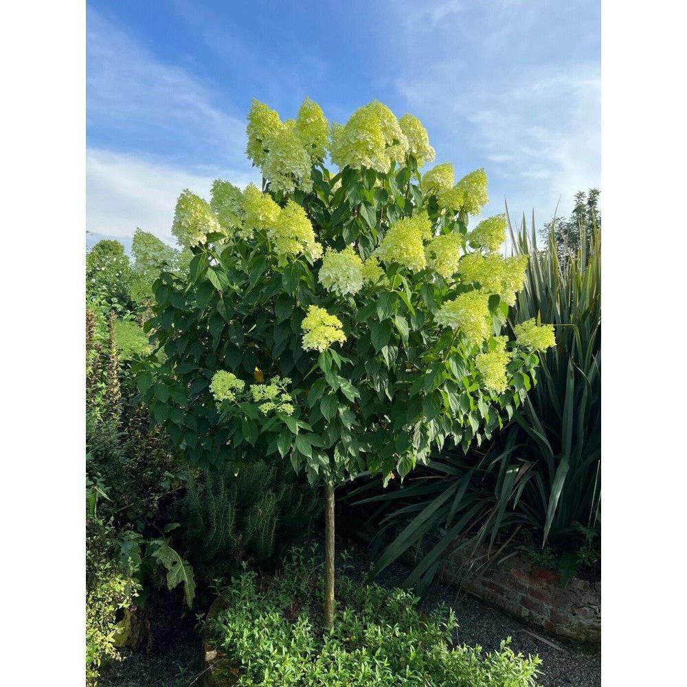 圆堆绣球花苗庭院阳台耐晒耐寒棒棒糖树形大花木本圆锥绣球木绣球,淘宝优惠券,粉丝福利购,淘宝优惠卷