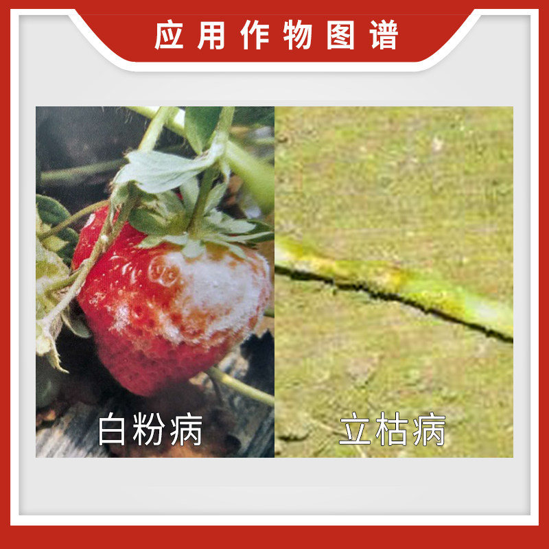 美国拜沃锐真枯草芽孢杆菌 立枯病白粉病草莓人参农药杀菌剂1kg,淘宝优惠券,粉丝福利购,淘宝优惠卷