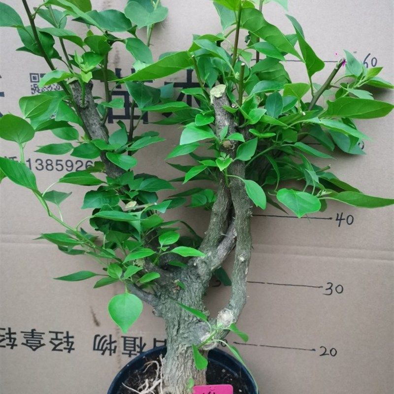 勒杜鹃--绿樱老桩三角梅本店满48元自动包邮庭院T种植阳台楼顶观,淘宝优惠券,粉丝福利购,淘宝优惠卷