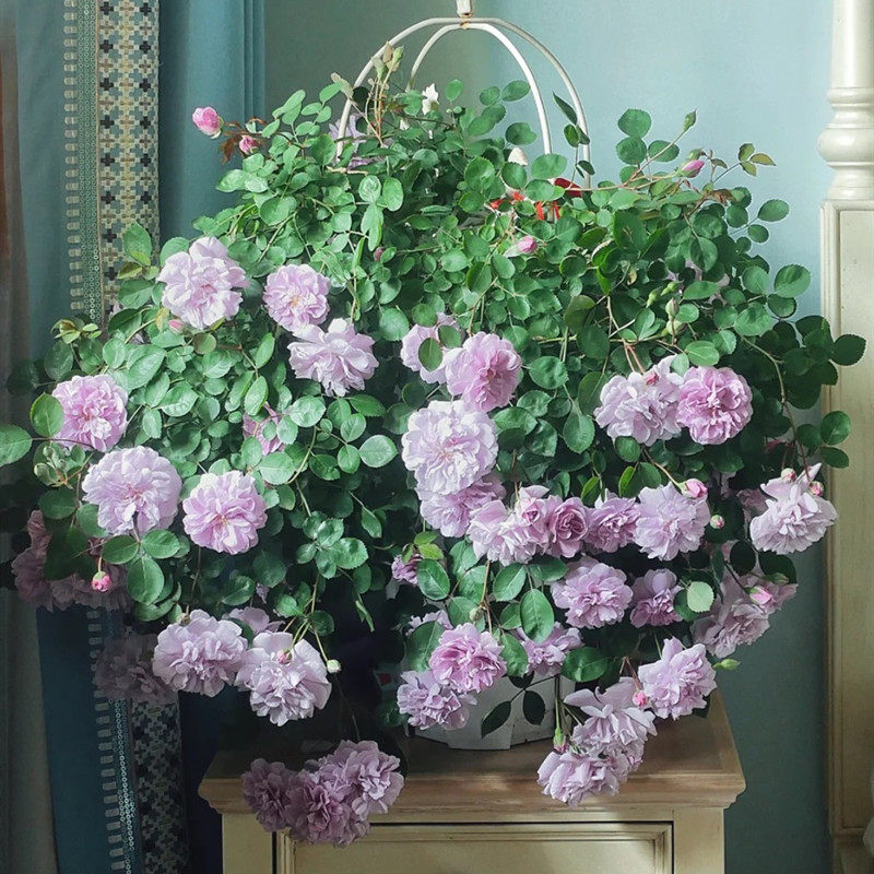 包邮垂吊蓝色阴雨爬藤月季花苗四季开花I多头抗病庭院灌木阳台盆,淘宝优惠券,粉丝福利购,淘宝优惠卷