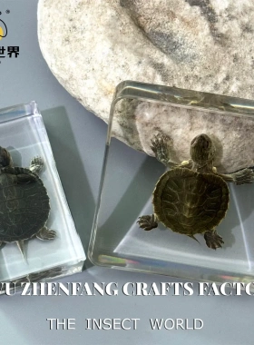 昆虫世界真实乌龟动物标本摆件学校教学启蒙少儿科普网红盲盒