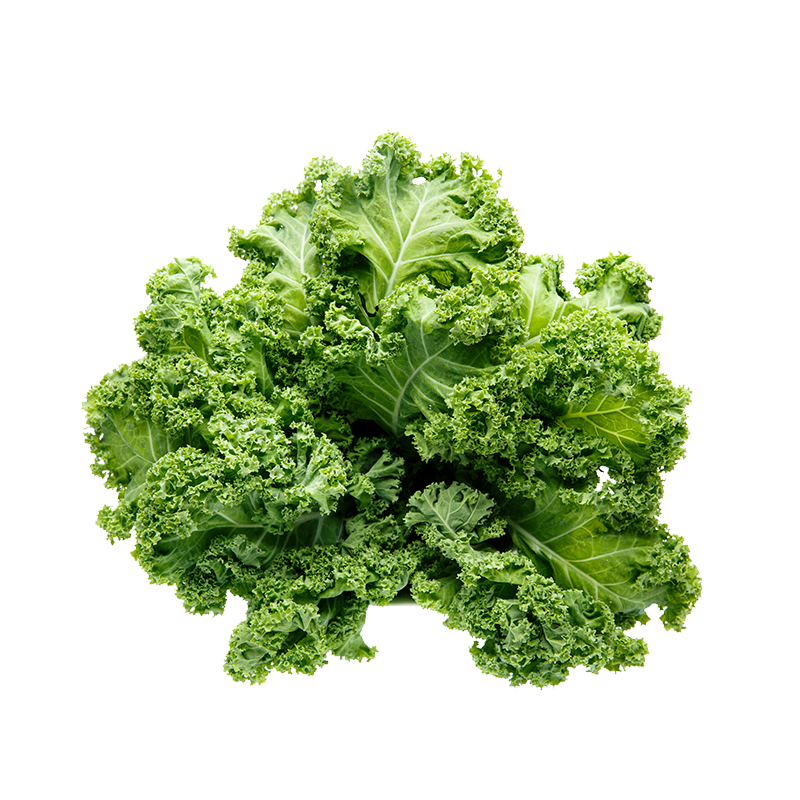 羽衣甘蓝秧苗四季阳台盆栽本地优质羽衣甘蓝苗子羽衣甘蓝苗秧苗,淘宝优惠券,粉丝福利购,淘宝优惠卷