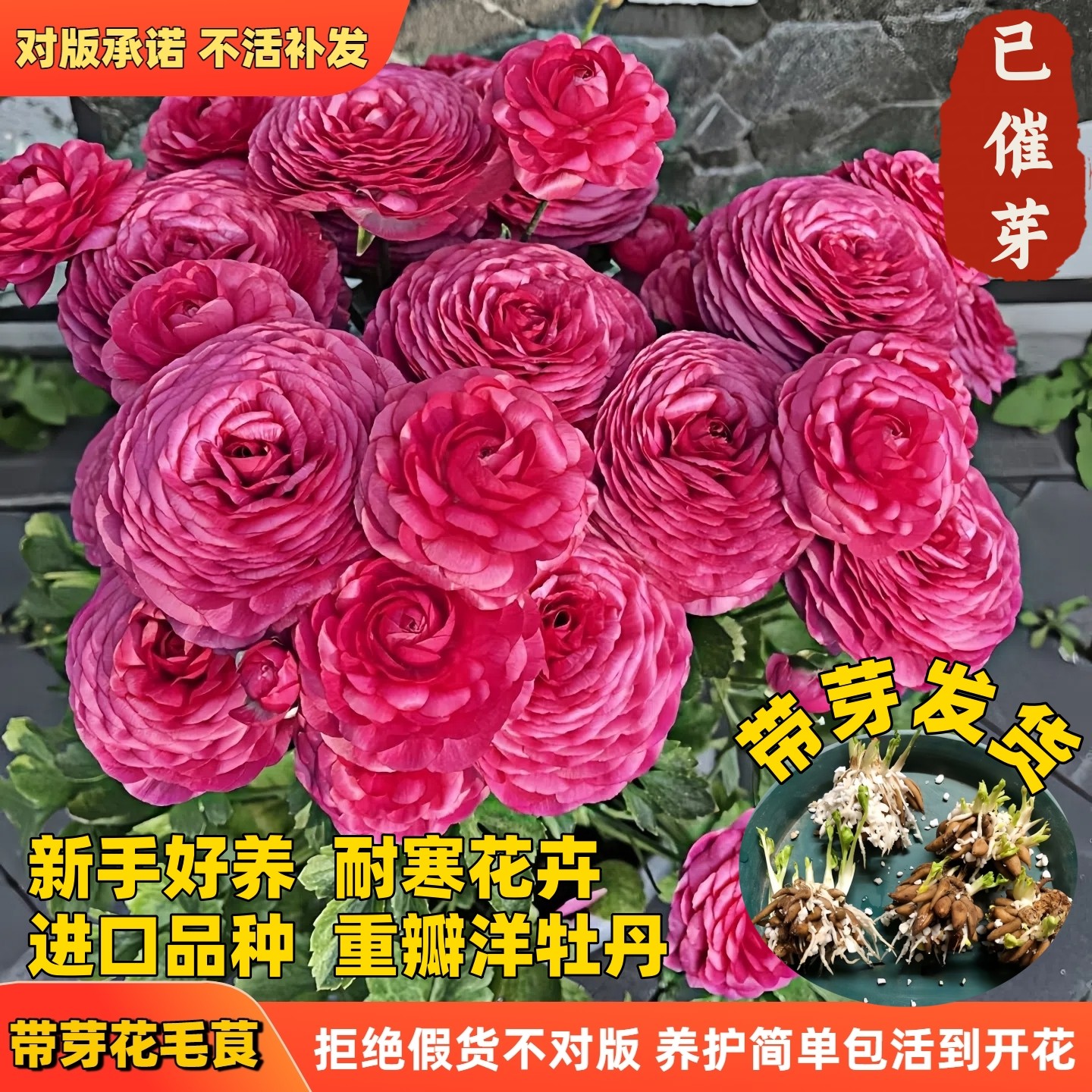 进口蝴蝶花毛茛种球根带芽重瓣洋牡丹花苗阳台盆栽庭院花卉绿植物,淘宝优惠券,粉丝福利购,淘宝优惠卷