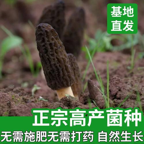 正宗羊肚菌菌种家种居家盆栽可种野生牛肚菌猪肚菌菌种菌包食用菌 - 图0