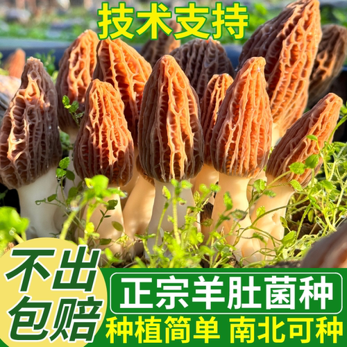 正宗羊肚菌菌种家种居家盆栽可种野生牛肚菌猪肚菌菌种菌包食用菌 - 图2