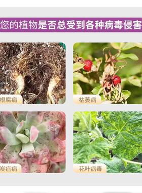 艾尚棵枯草芽孢杆菌微生物菌剂改良土壤生根壮苗土壤改良剂艾尚棵
