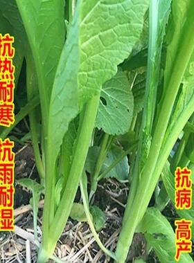 四季春菜潮汕揭阳大叶甜春菜种子30天采收春芥菜种籽菜籽蔬菜种子
