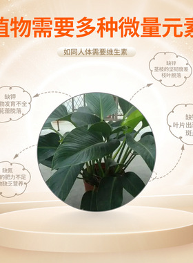 金钻园艺水培营养液绿植盆栽室内水培绿植营养液花肥源头工厂肥料