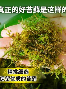 干苔藓天然优质青苔石斛兰花种植土爬宠乌龟垫材蝴蝶兰花专用水苔