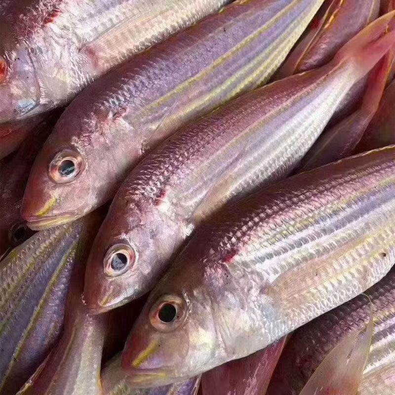 三去金线鱼新鲜冷冻海捕金丝鱼红杉海鲜金线鱼冷冻红衫红三鱼顺丰,淘宝优惠券,粉丝福利购,淘宝优惠卷