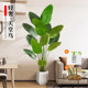 Simulated green plants, fake plants, traveler banana, high-end light luxury