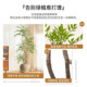 Simulated green plant potted indoor living room large floor-standing