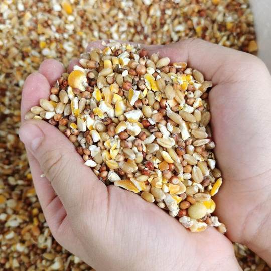 Chicken food mixed with sorghum, wheat and chopped corn