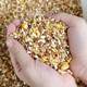 Chicken food mixed with sorghum, wheat and chopped corn