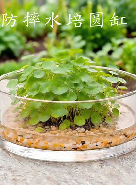 透明圆缸大口径水培铜钱草花瓶