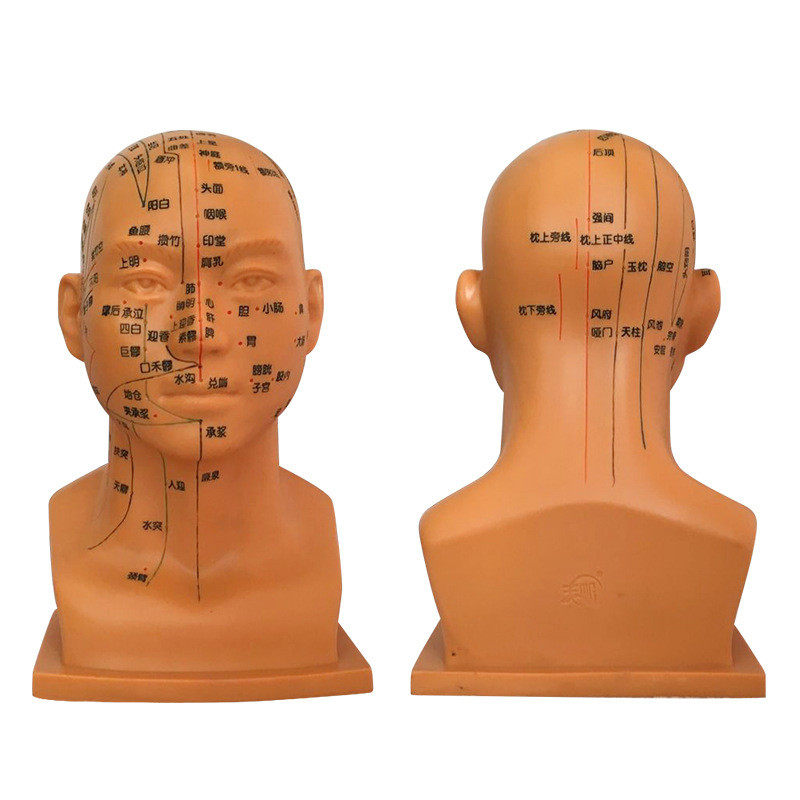 30cm头部穴位模型中医人体经络图教学大头部四功能针灸腧穴头模,淘宝优惠券,粉丝福利购,淘宝优惠卷