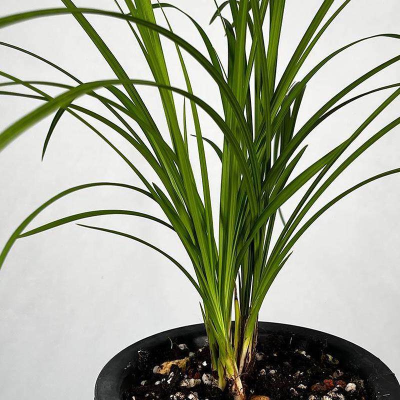 耐阴绿植人素办公室面桃花内心】莲瓣兰赤壳花兰花苗品种桃红色【,淘宝优惠券,粉丝福利购,淘宝优惠卷