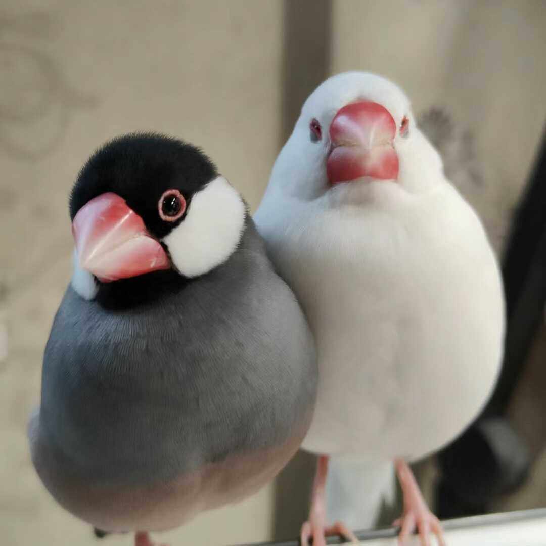 文鸟七彩文鸟灰白文鸟一对可繁殖可爱好看珍珠鸟十姐妹萌宠物鸟,淘宝优惠券,粉丝福利购,淘宝优惠卷