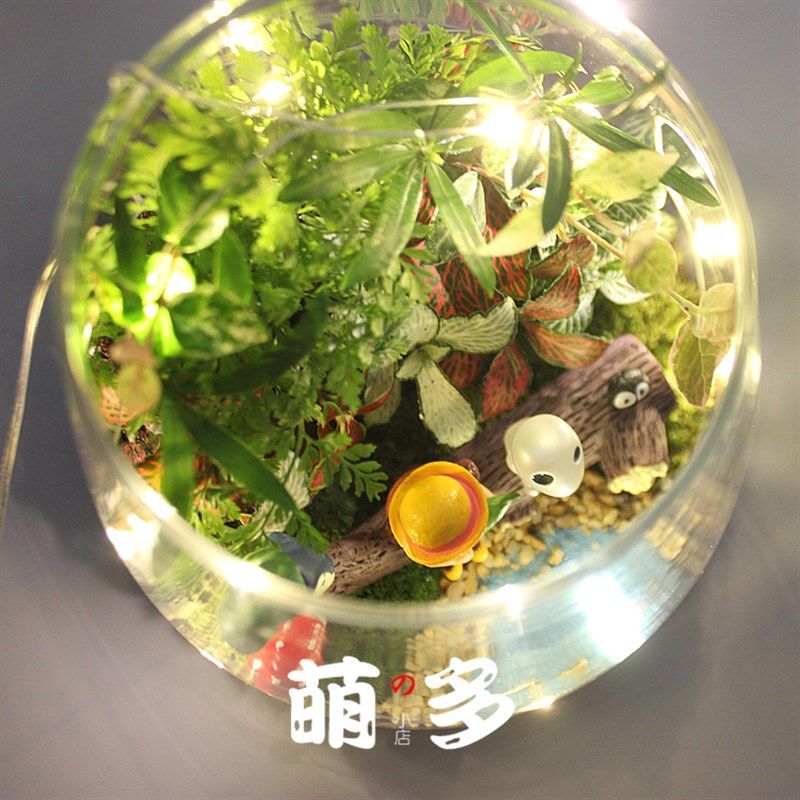 带灯苔藓生态瓶微景观disy套装 创意手工盆景绿植亲子活动材料包,淘宝优惠券,粉丝福利购,淘宝优惠卷