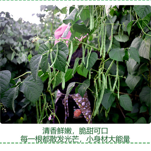 云南四季豆新鲜现摘长豆角非东北油豆角当季时令农家蔬菜 - 图0