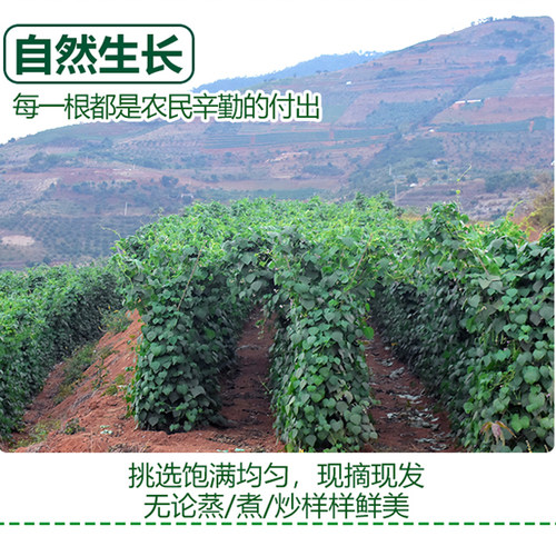 云南四季豆新鲜现摘长豆角非东北油豆角当季时令农家蔬菜 - 图1