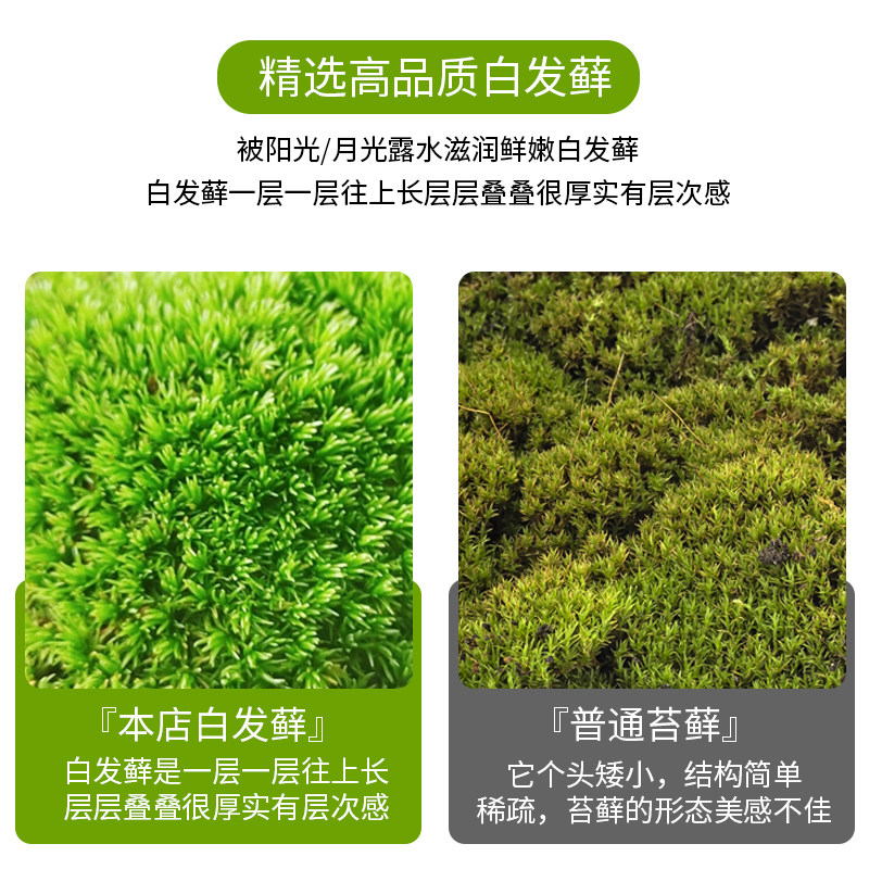 桌面植物微景观玻璃生p态瓶苔藓成品好养创意绿植室内装饰摆件盆,淘宝优惠券,粉丝福利购,淘宝优惠卷