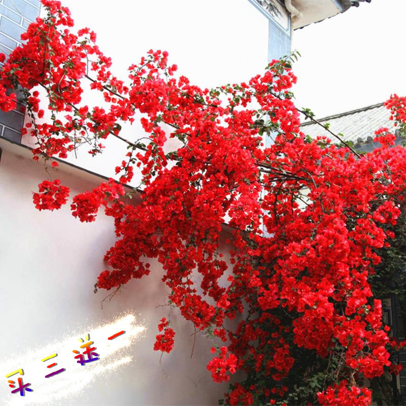 三角梅盆栽带花四季开花爬藤重瓣老桩植物庭院阳台室内.观花卉好,淘宝优惠券,粉丝福利购,淘宝优惠卷