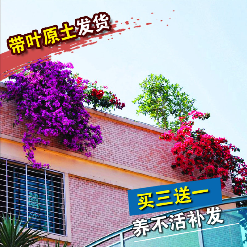 三角梅盆栽带花四季开花爬藤重瓣老桩植物庭院阳台室内.观花卉好,淘宝优惠券,粉丝福利购,淘宝优惠卷