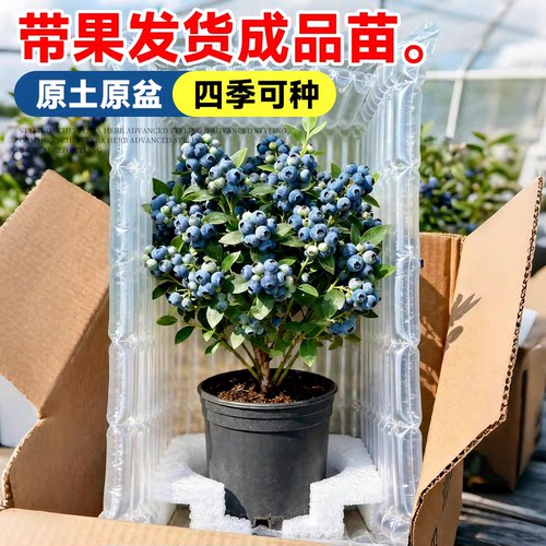 蓝莓树果苗盆栽带果发货特大号南北方种植正宗四季蓝莓盆栽果树苗 - 图1
