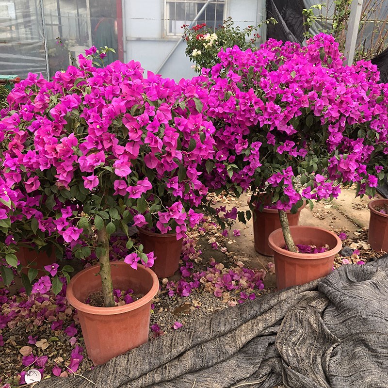 重瓣三角梅盆栽大颗5年苗带花爬藤植物原土发货老桩庭Z院阳台耐寒 - 图2