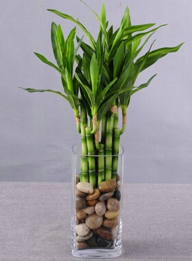仿真富贵b竹绿色植物小盆栽室内桌面装饰品假竹子摆件客厅假花摆