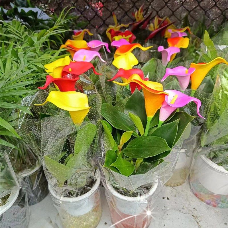 水培虎皮兰鸭脚木发财树白掌好养懒人G植物塑料花盆自动吸水全透,淘宝优惠券,粉丝福利购,淘宝优惠卷