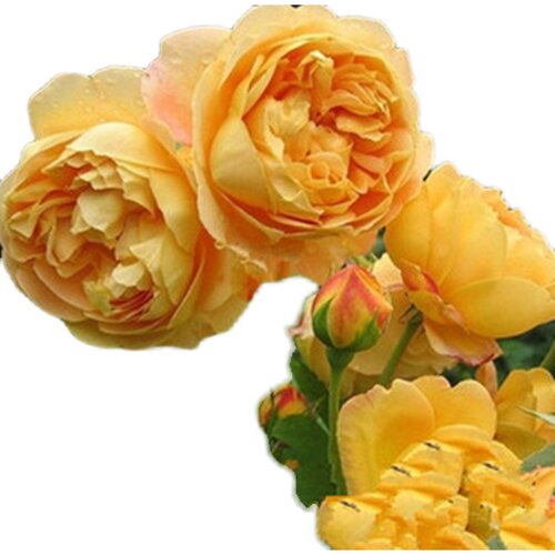 大苗蔷薇花苗藤本月季四季开花特大花浓香爬藤U植物玫瑰墙花卉 - 图3