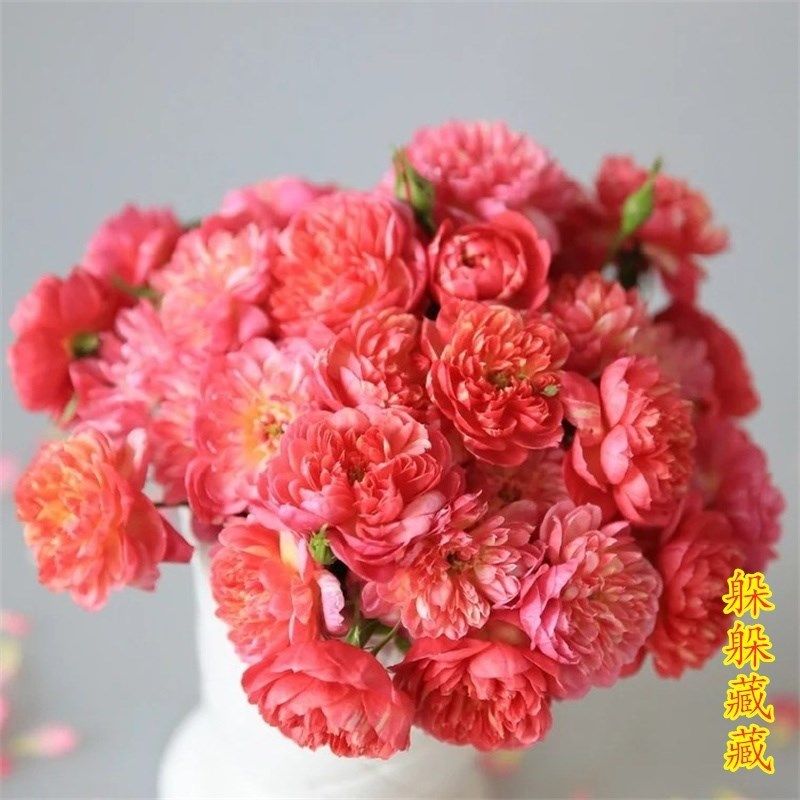 新品灌木月季盆栽果汁阳台母本大苗多季勤开多头S包子耐寒耐热易,淘宝优惠券,粉丝福利购,淘宝优惠卷