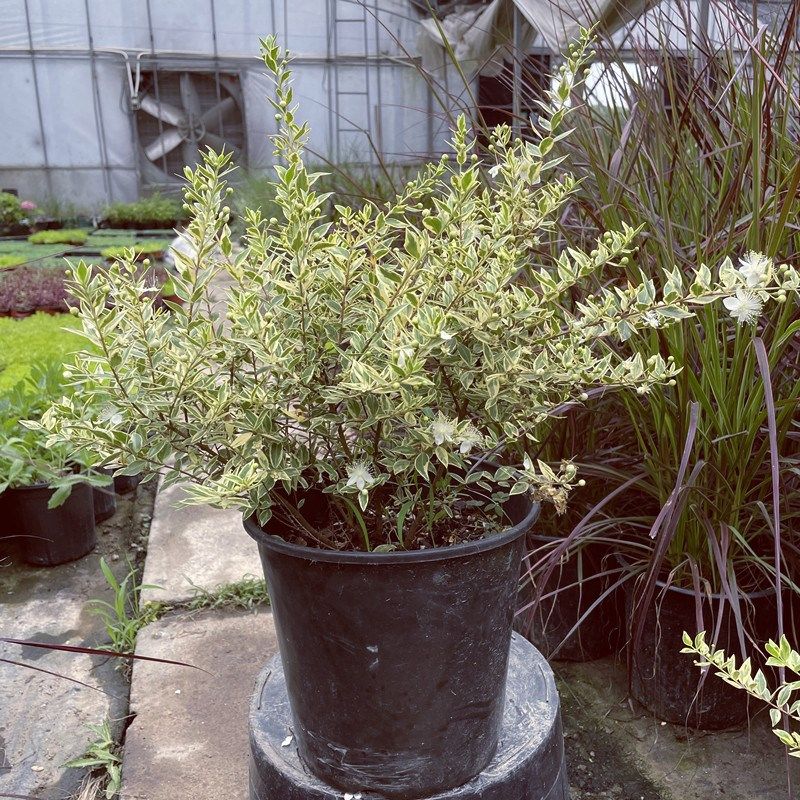 花叶香桃木盆栽爱神木四季常绿耐热耐寒木本庭P院阳台观叶观花植,淘宝优惠券,粉丝福利购,淘宝优惠卷