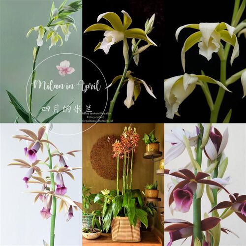 鹤顶兰室内阳台盆栽观花卉t 兰花 千鹤兰 开花多好看 花期春末夏 - 图0