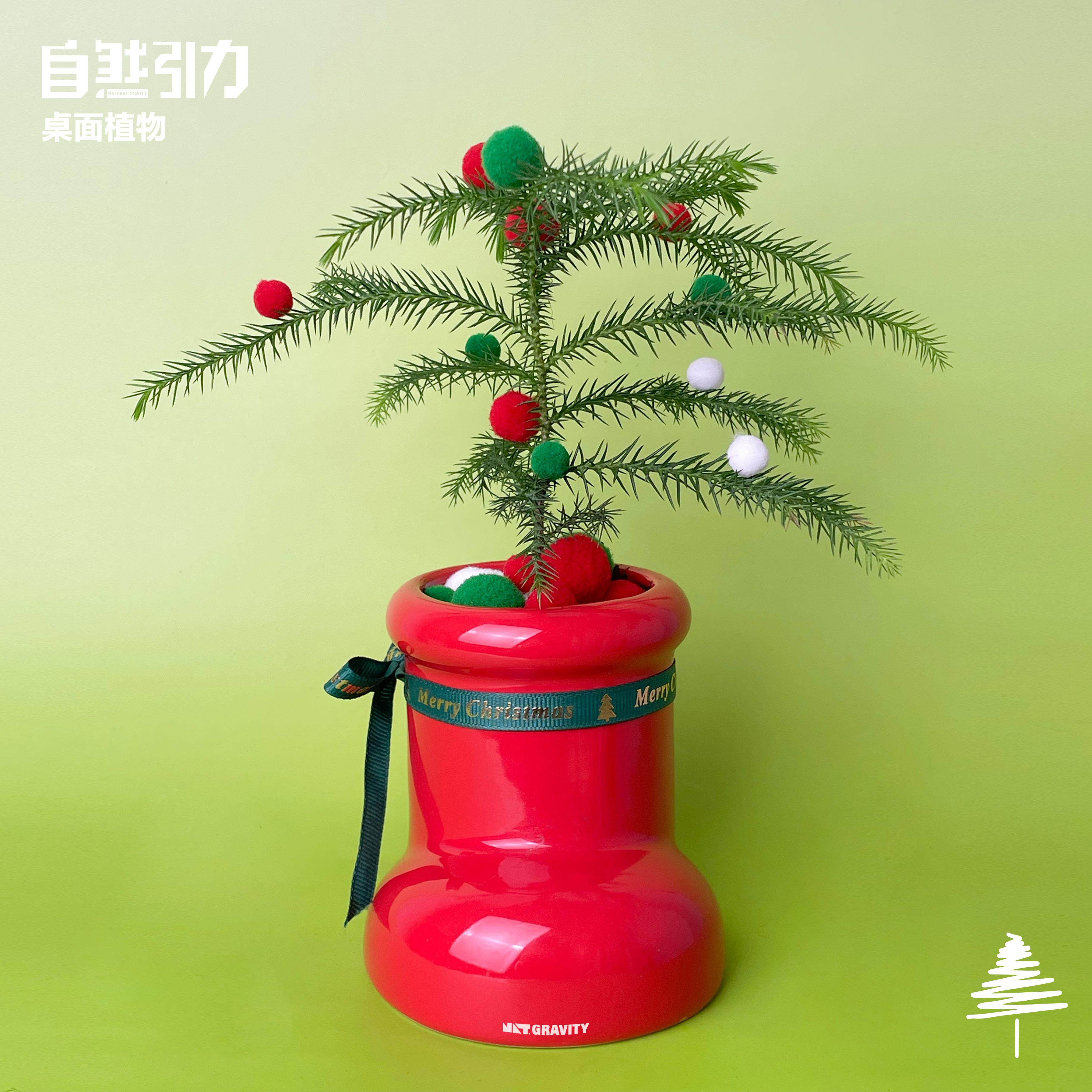 自然引力-圣诞靴南洋杉圣诞新年礼物办公室桌面绿植摆件送人礼品,淘宝优惠券,粉丝福利购,淘宝优惠卷