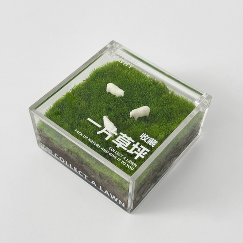 自然引力-一片草坪 苔藓微景观办公桌面懒人绿植盆栽创意小礼物 - 图3