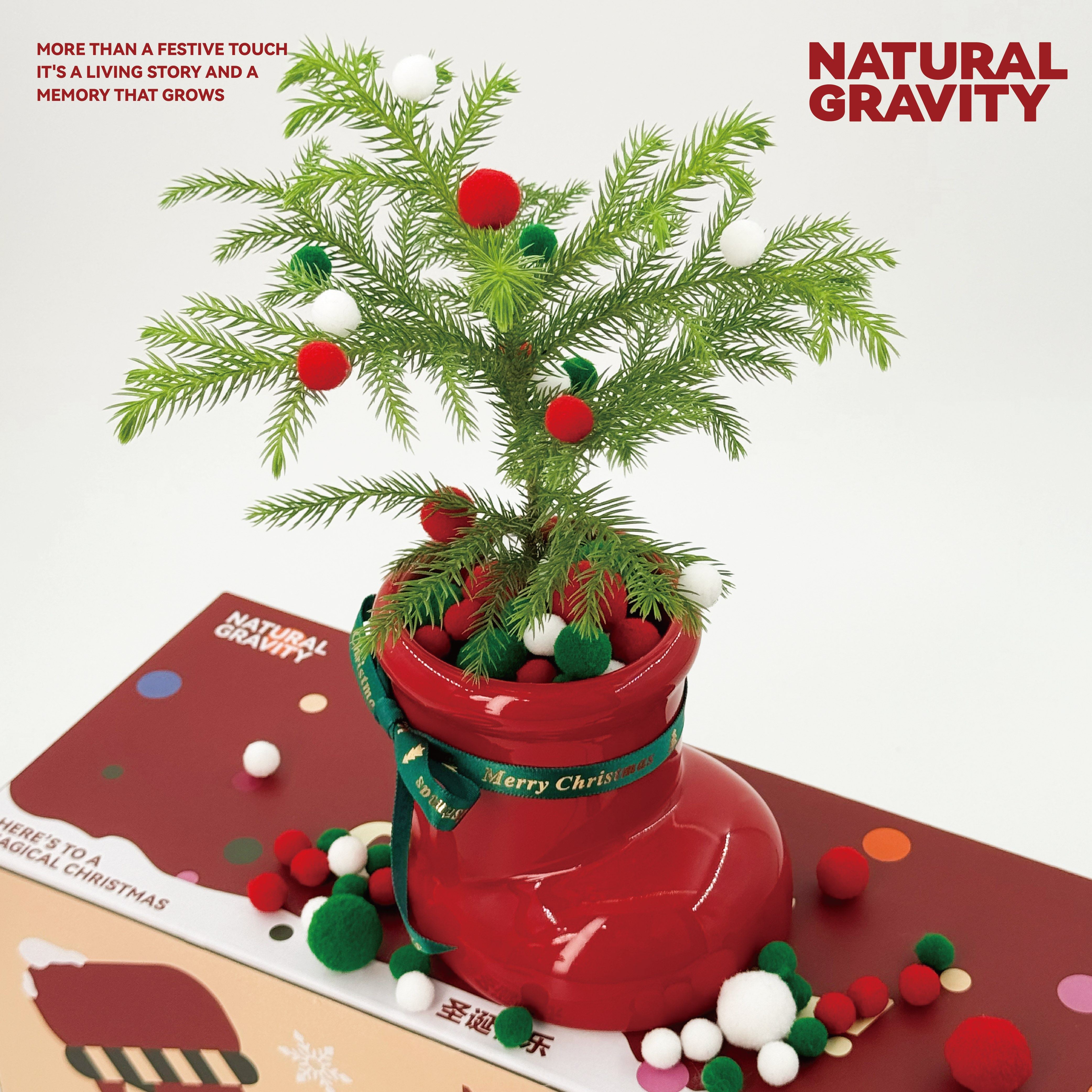 自然引力 圣诞礼物圣诞树南洋杉圣诞靴桌面创意室内绿物送人礼物,淘宝优惠券,粉丝福利购,淘宝优惠卷