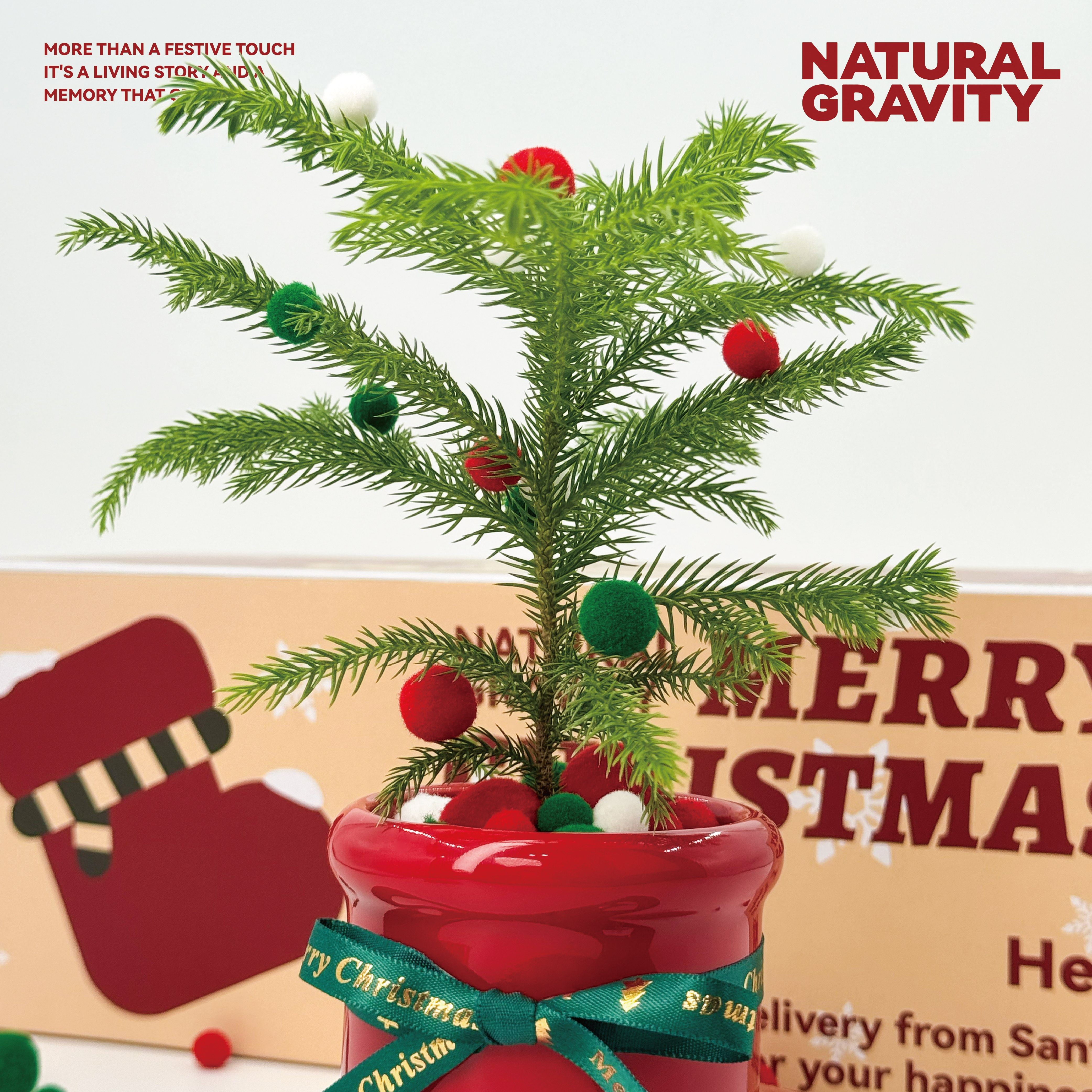 自然引力 圣诞礼物圣诞树南洋杉圣诞靴桌面创意室内绿物送人礼物,淘宝优惠券,粉丝福利购,淘宝优惠卷