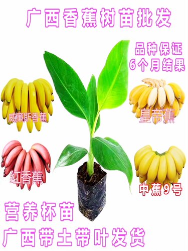 耐寒香蕉树苗芭蕉树苹果蕉粉蕉盆栽矮化批量发香蕉果树苗南方种植 - 图3