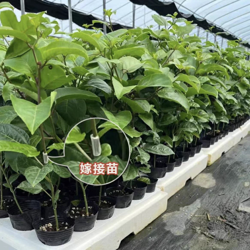纯甜黄金百香果苗广西纯甜黄金树苗庭院盆栽种植当年结果带土四季 - 图3