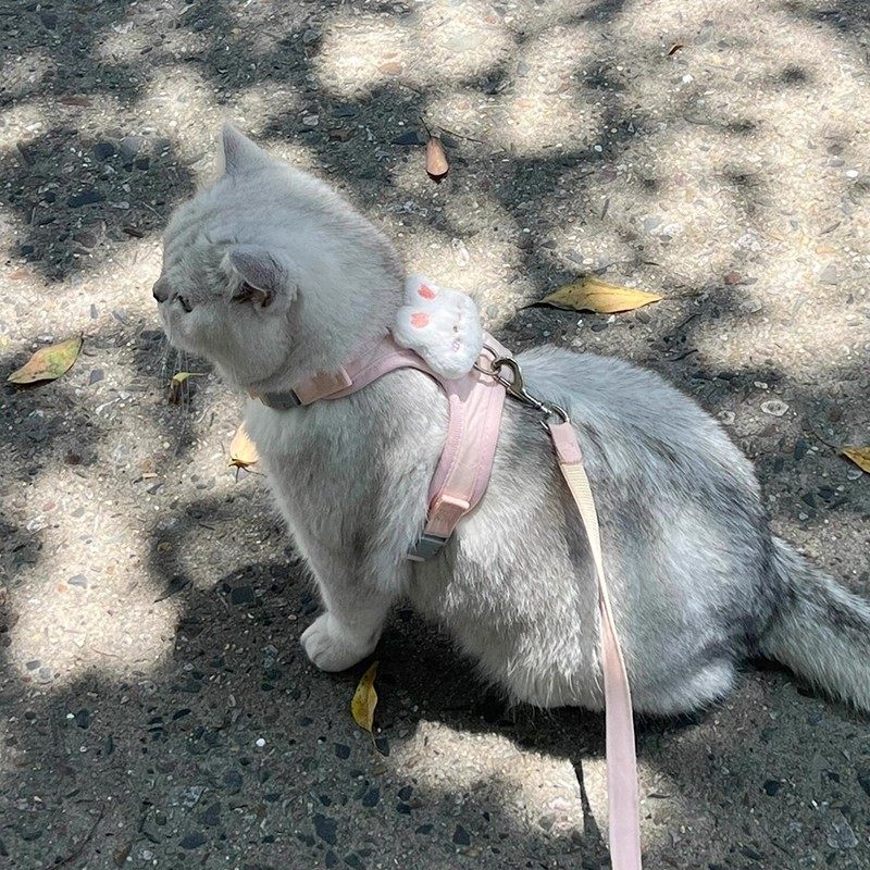 猫咪牵引绳可调节遛猫绳子可爱幼猫外出胸背带小型犬防丢宠物用品,淘宝优惠券,粉丝福利购,淘宝优惠卷